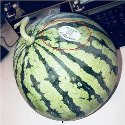 诸暨网红吃瓜,揭秘网络红人的真实一面